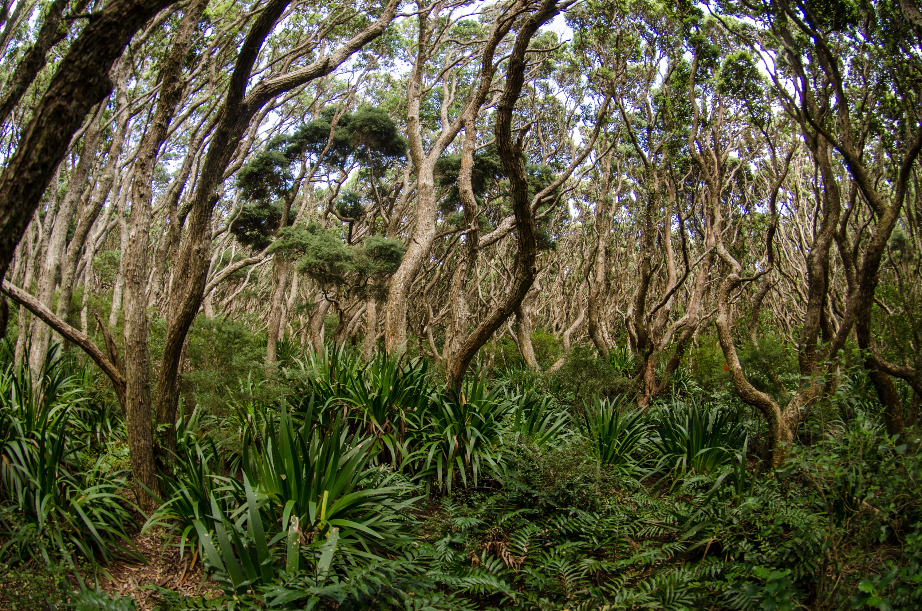 DSC_7437 – Poor, knights, marine reserve, Aorangi, Forest, crispin, nz, new, zealand, new zealand